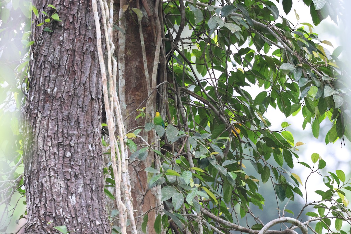 Yellow-throated Leafbird - ML636445084