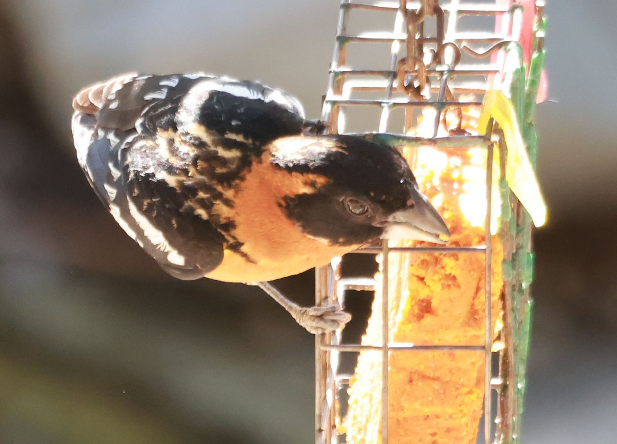 Black-headed Grosbeak - ML636445100