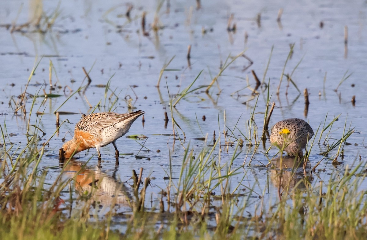 jespák rezavý - ML636445124