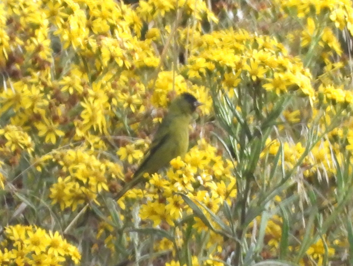 Black-capped Siskin - ML636445146