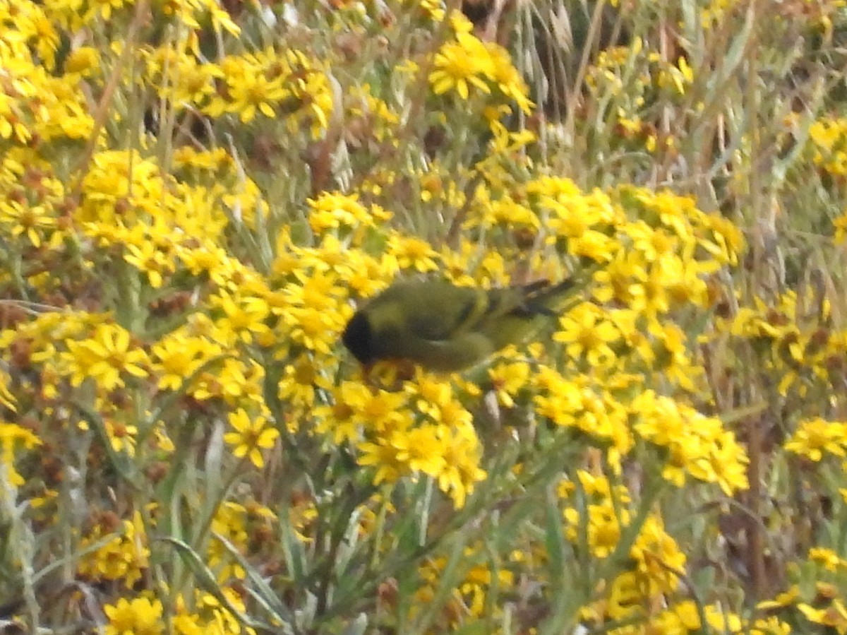 Black-capped Siskin - ML636445148