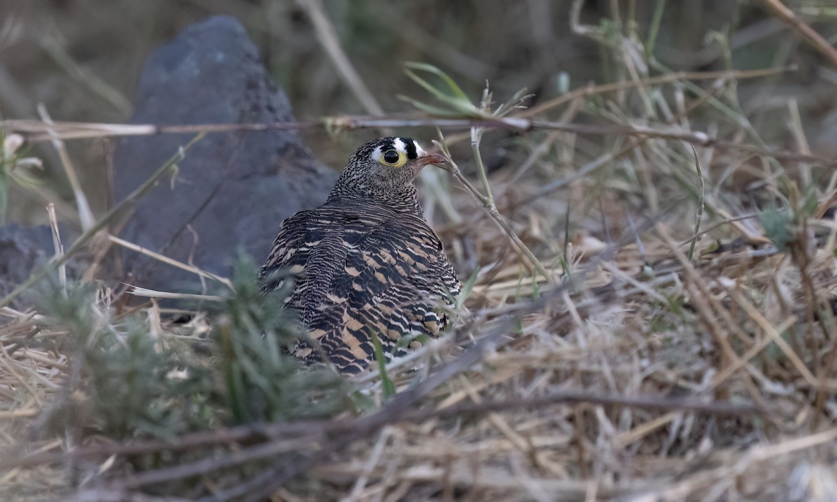 Lichtenstein's Sandgrouse - ML636445277