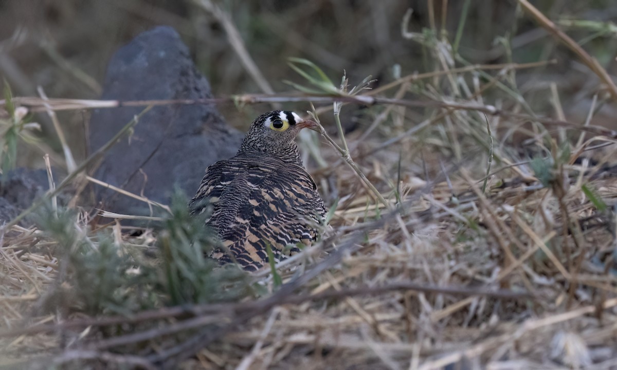 Lichtenstein's Sandgrouse - ML636445278