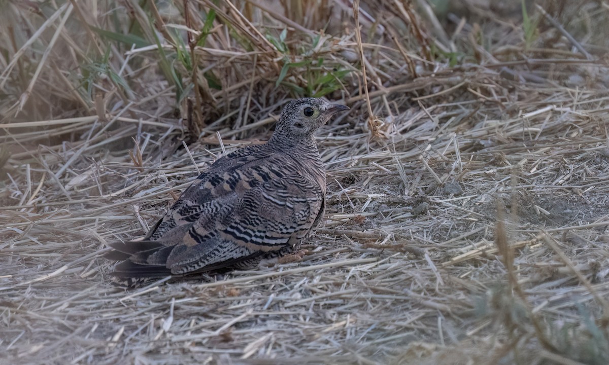 Lichtenstein's Sandgrouse - ML636445279