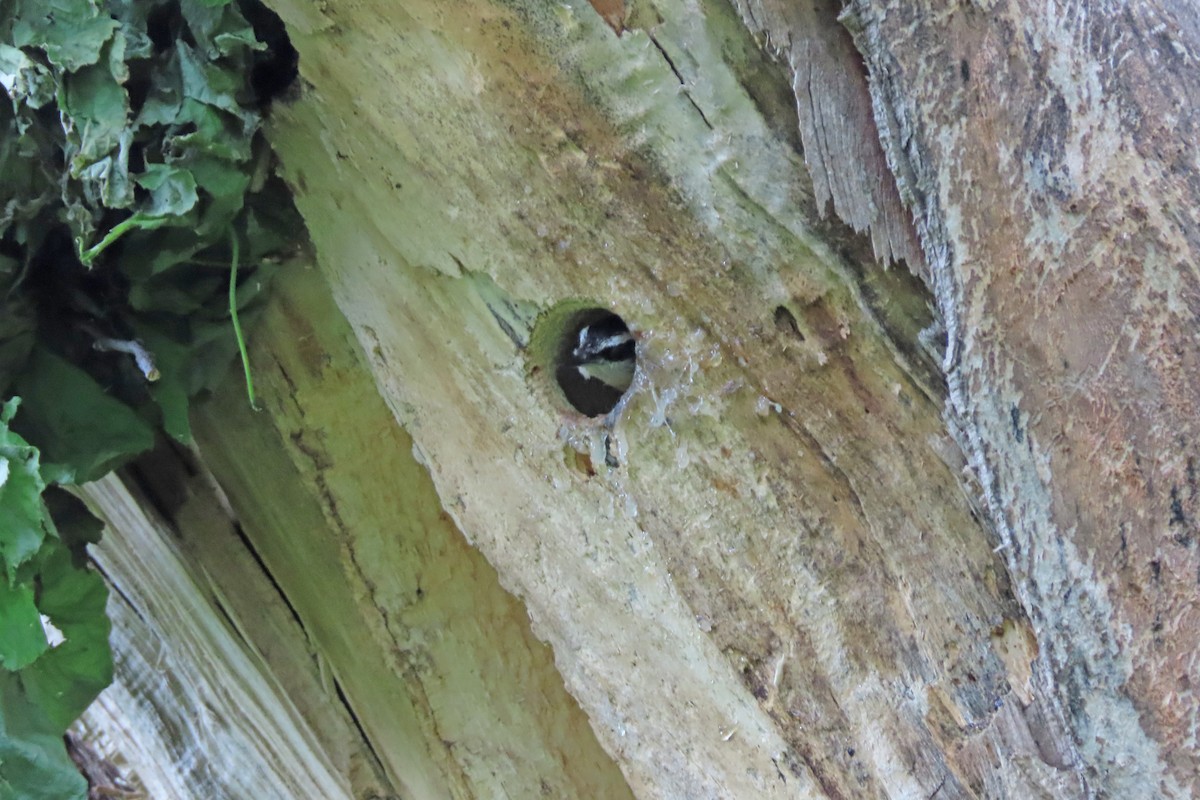 Red-breasted Nuthatch - ML636445524