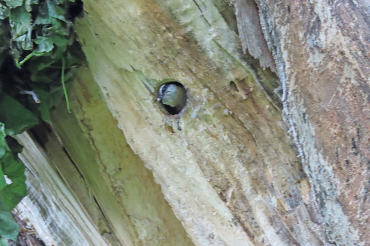 Red-breasted Nuthatch - ML636445525