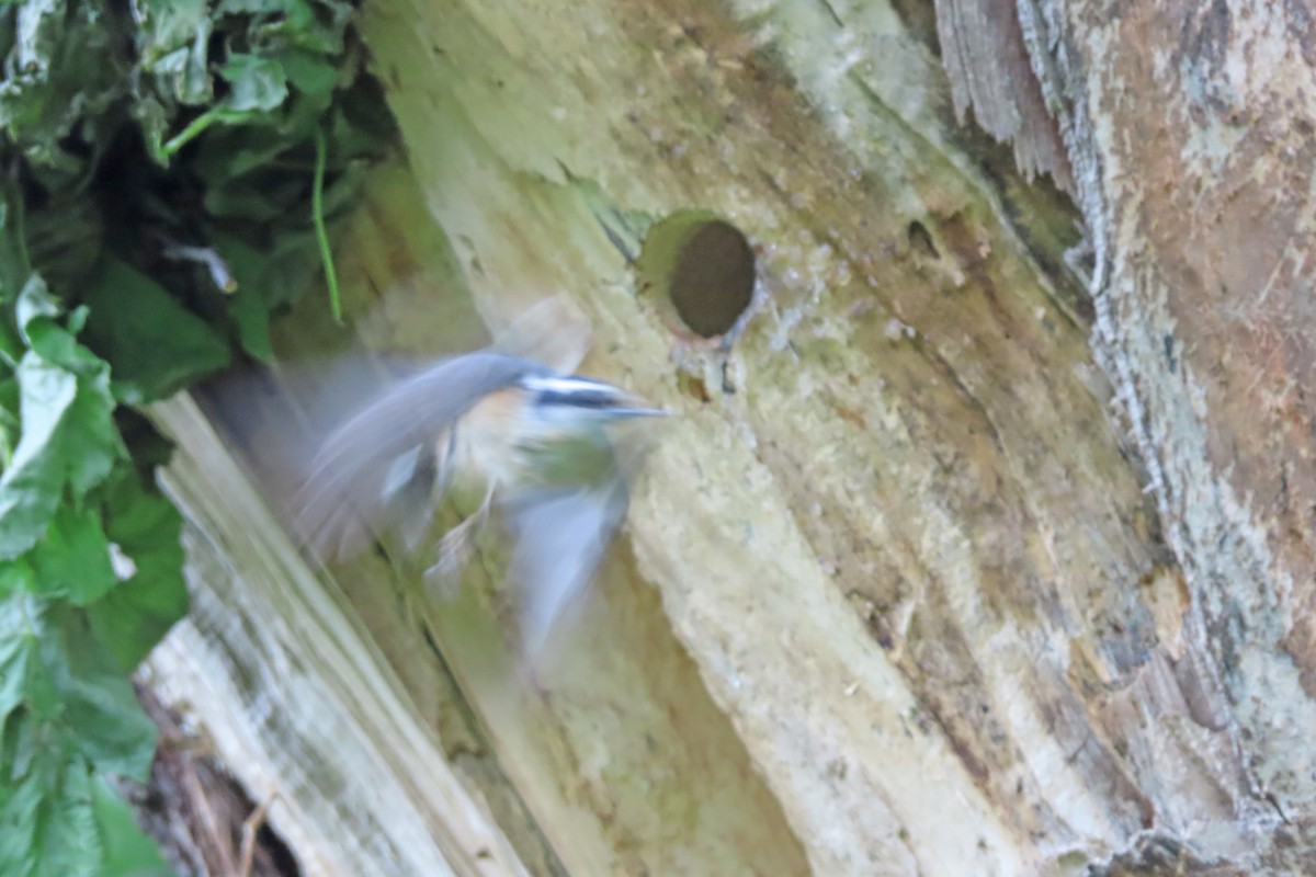 Red-breasted Nuthatch - ML636445526