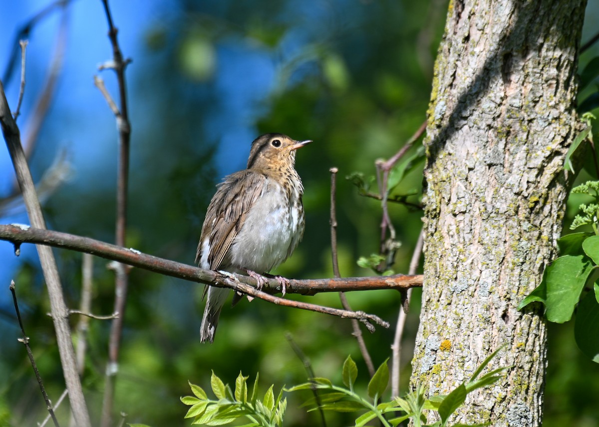 Zwergmusendrossel - ML636445532