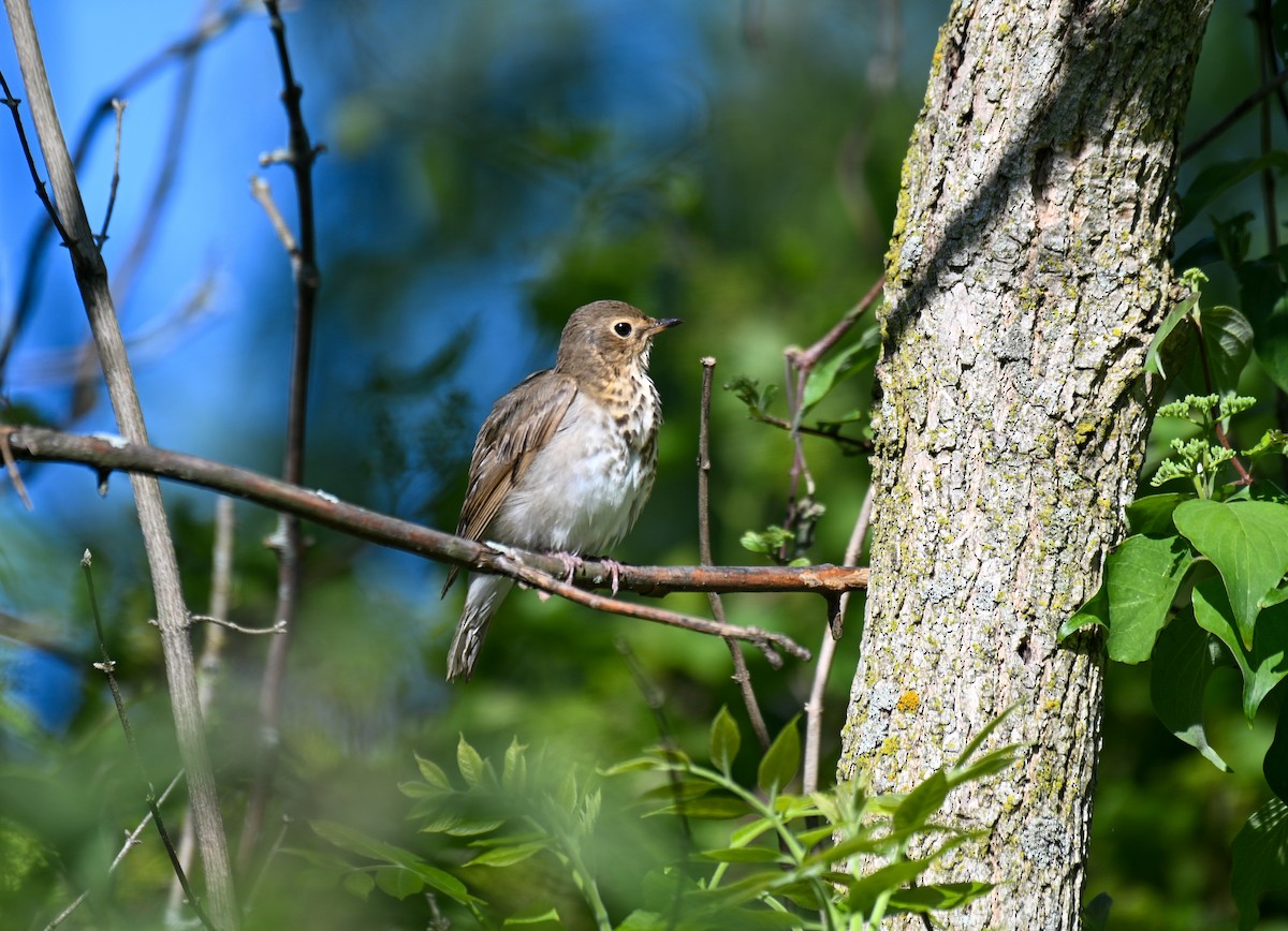 Zwergmusendrossel - ML636445533