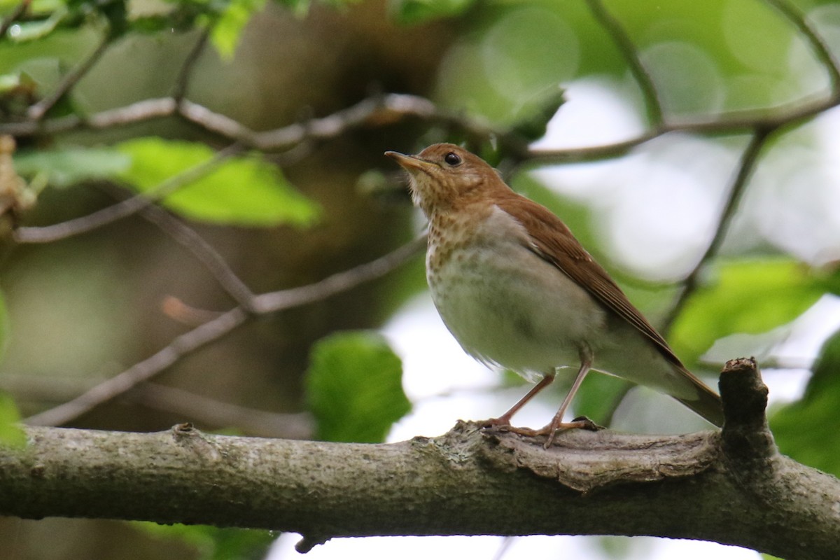 Veery - ML636445541