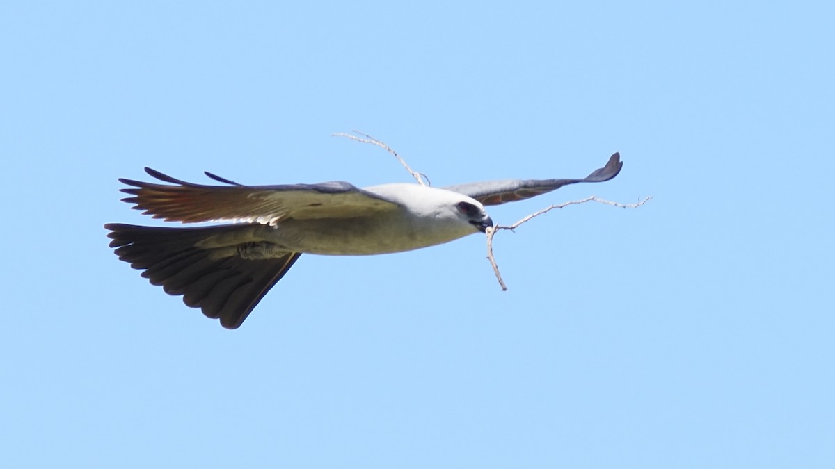 Mississippi Kite - ML636445600
