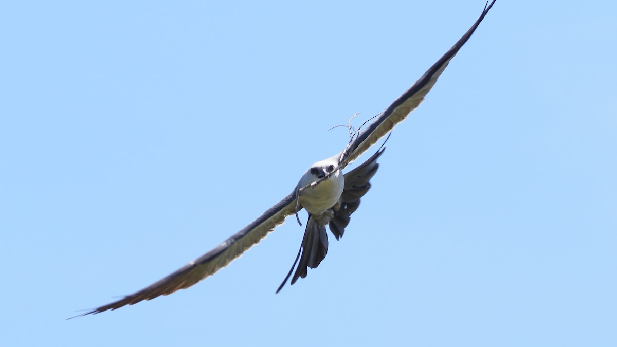Mississippi Kite - ML636445602