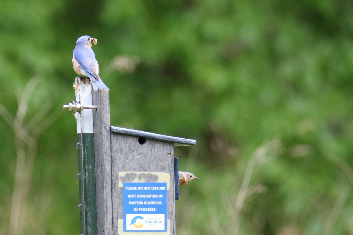Eastern Bluebird - ML636445607