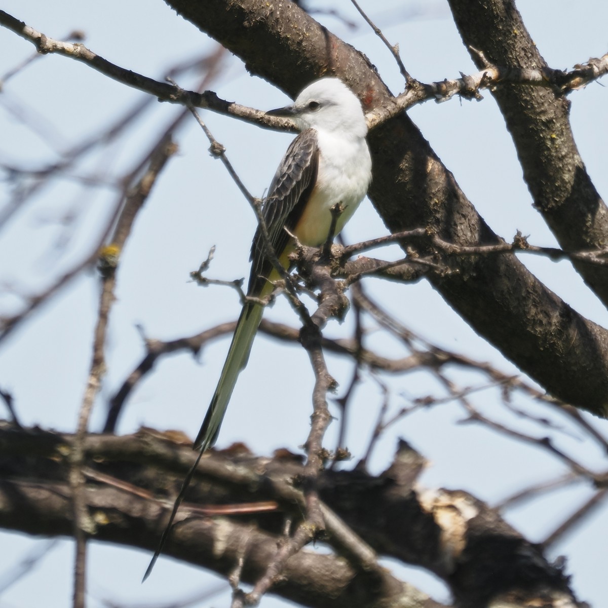 Scissor-tailed Flycatcher - ML636445619