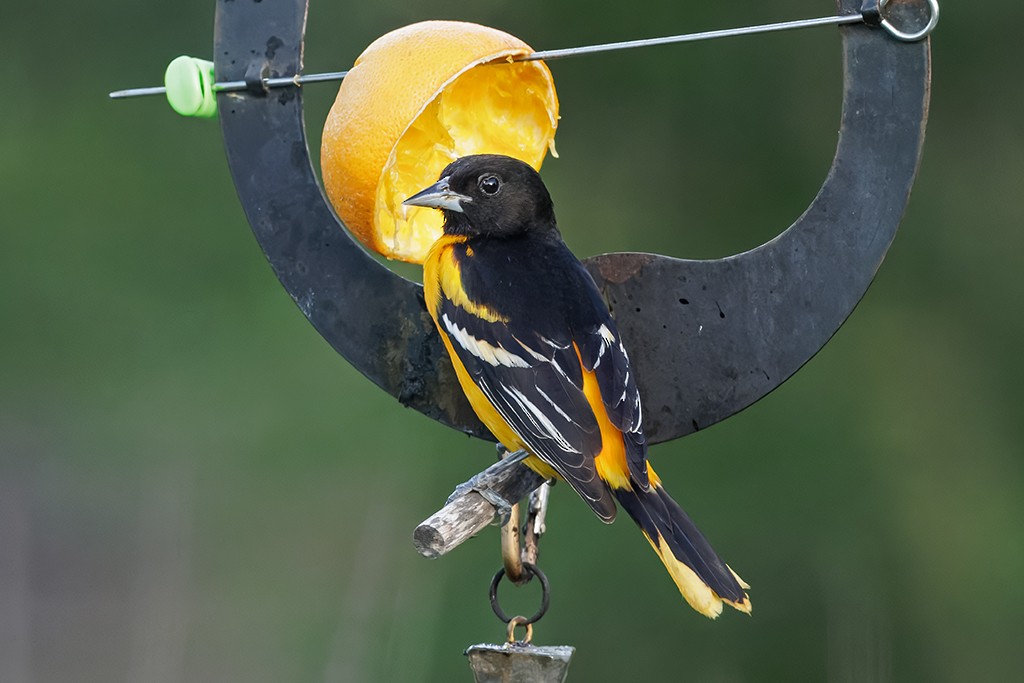 Baltimore Oriole - ML636445621