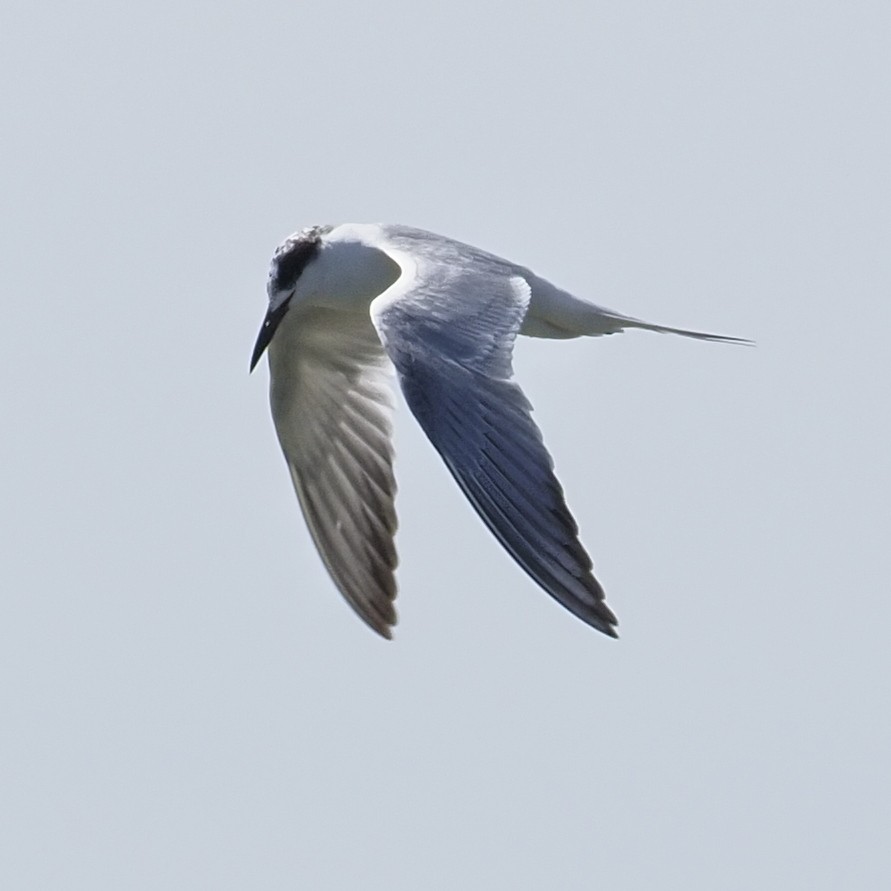 Forster's Tern - ML636445626