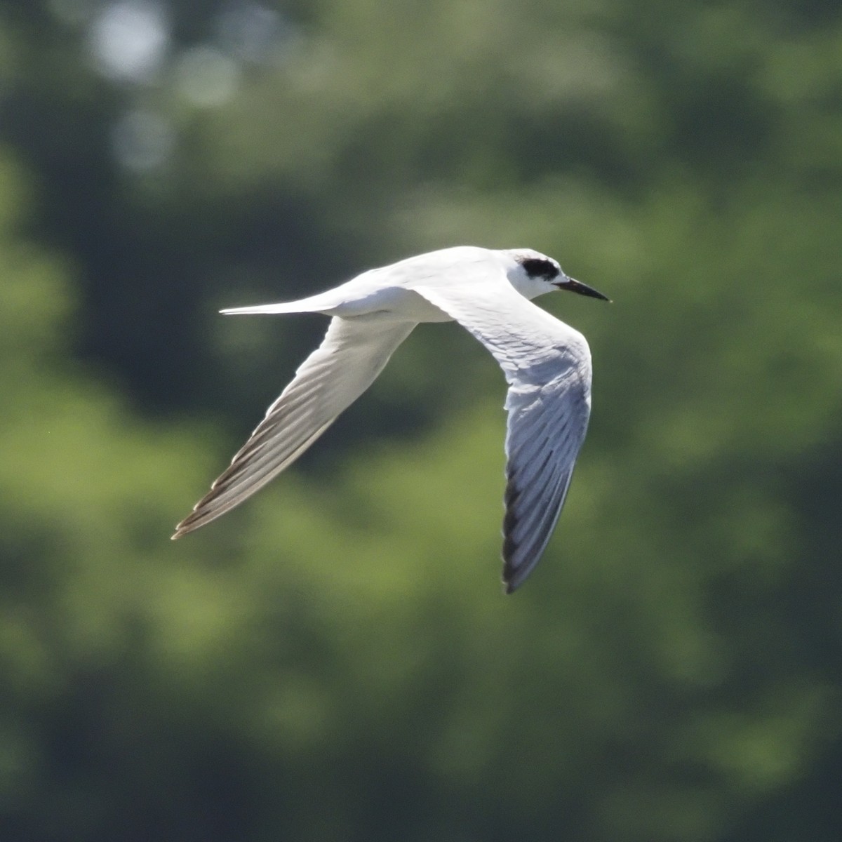 Forster's Tern - ML636445632