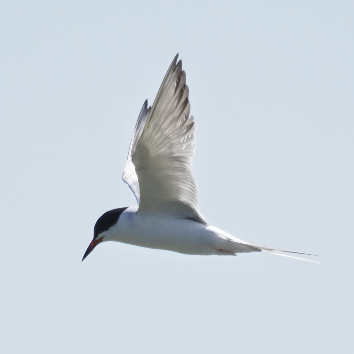 Forster's Tern - ML636445635
