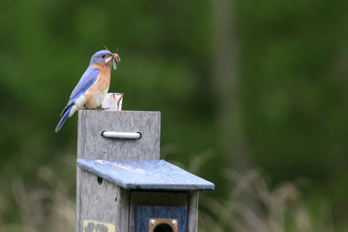 Eastern Bluebird - ML636445641