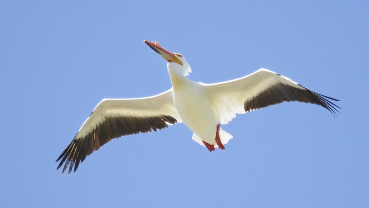 American White Pelican - ML636445649
