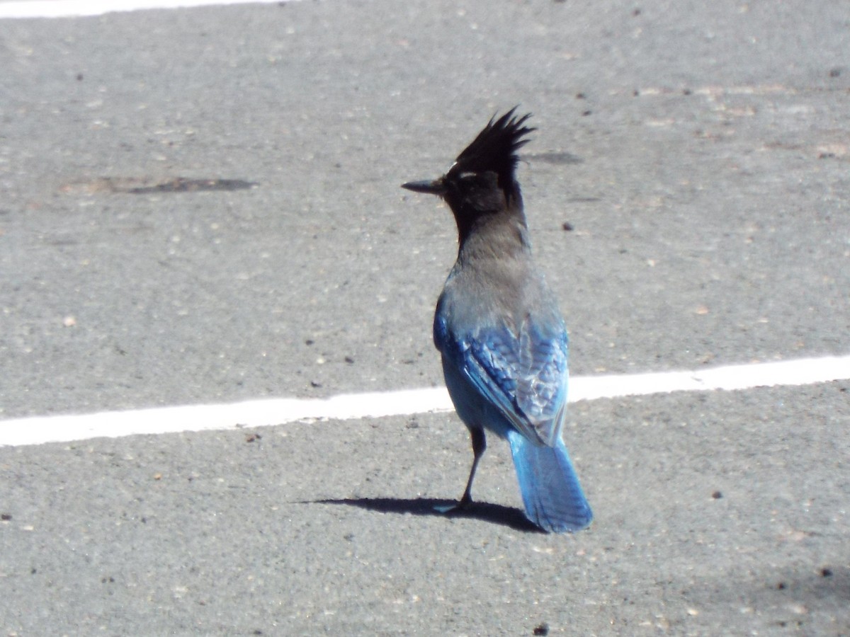 Steller's Jay (Southwest Interior) - ML636445652