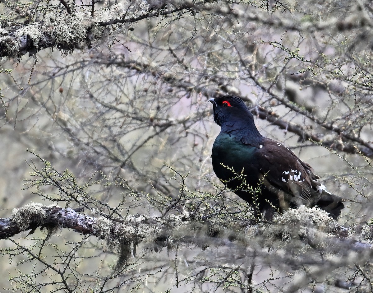 Black-billed Capercaillie - ML636445654