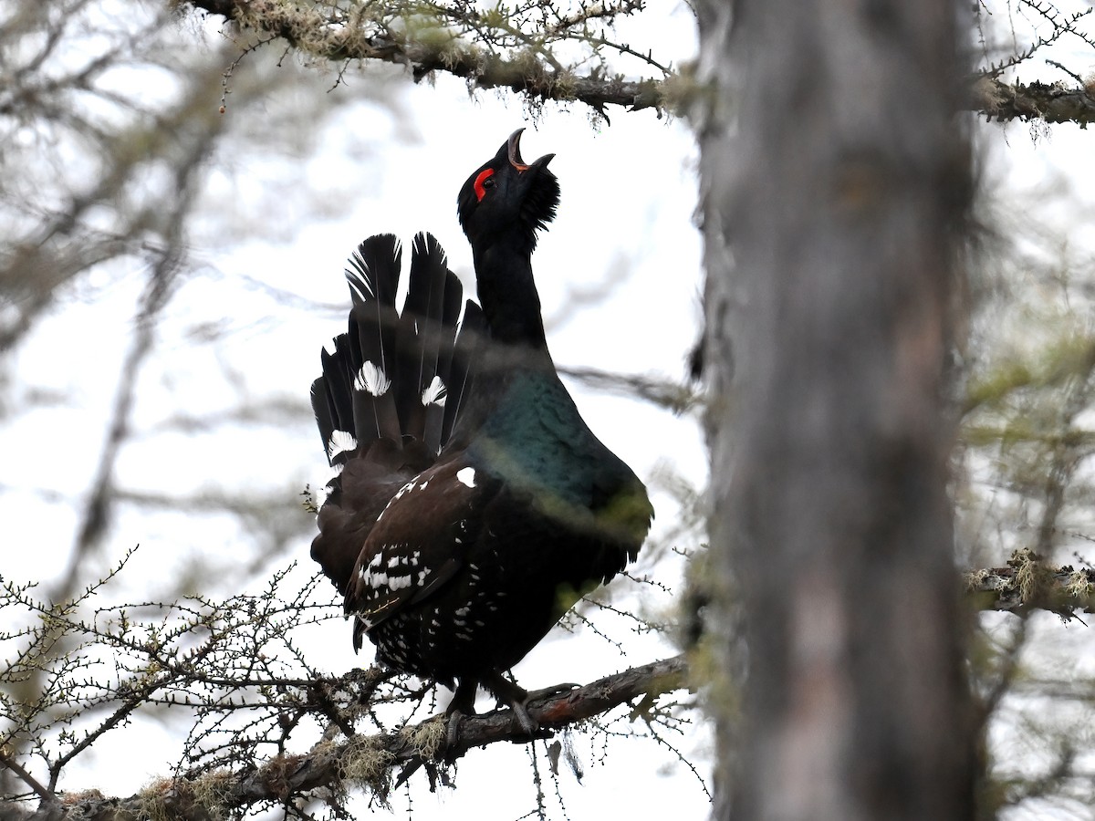 Black-billed Capercaillie - ML636445655