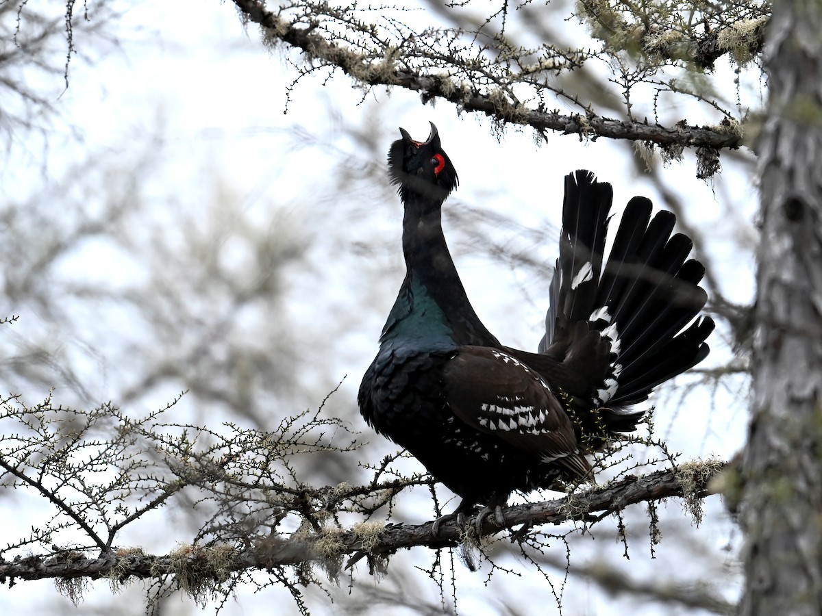 Black-billed Capercaillie - ML636445656