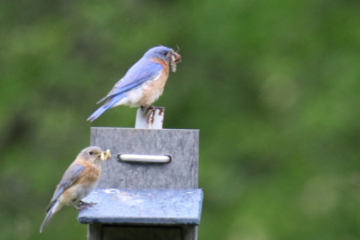 Eastern Bluebird - ML636445670