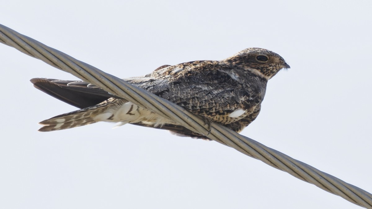 Common Nighthawk - ML636445678