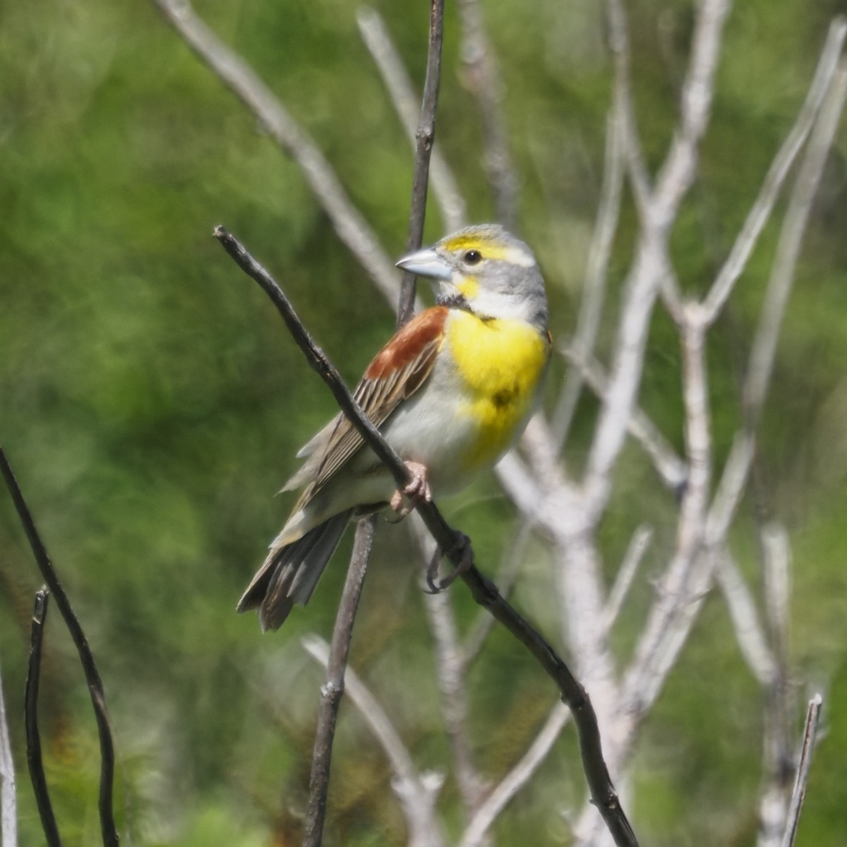 Dickcissel - ML636445692