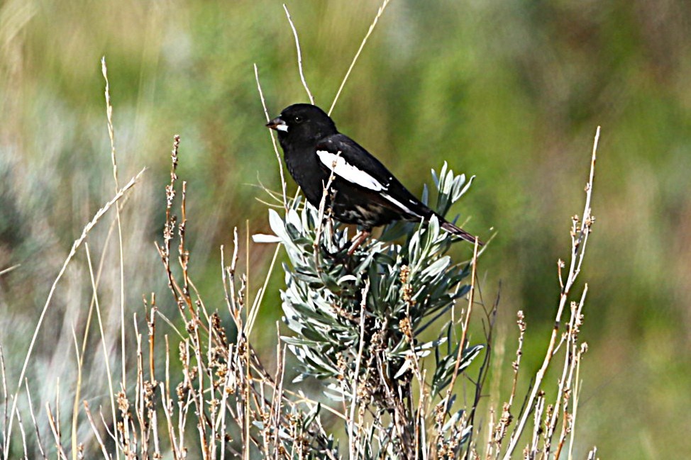 Lark Bunting - ML636445697