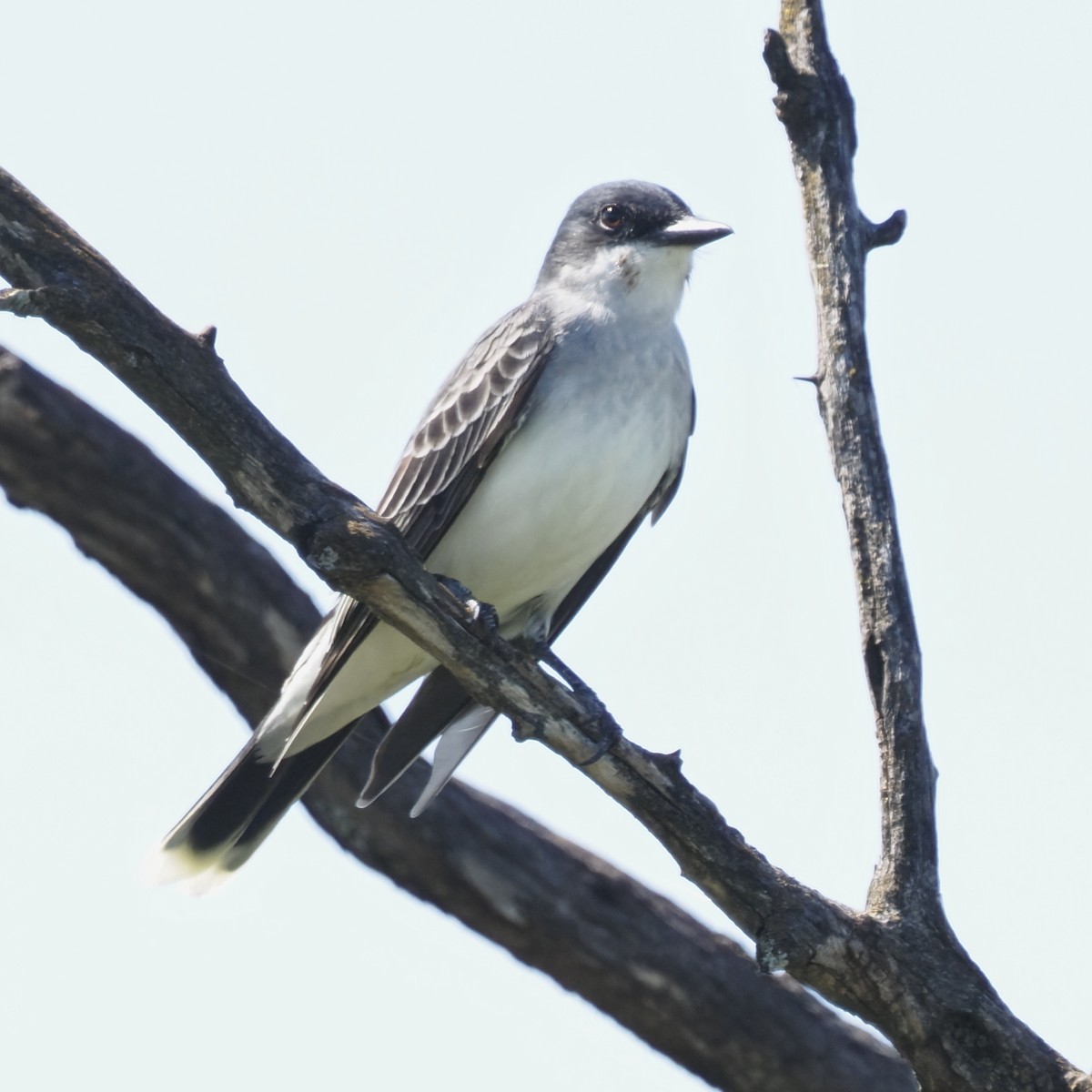 Eastern Kingbird - ML636445700