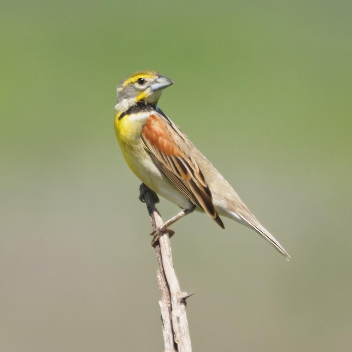 Dickcissel - ML636445721