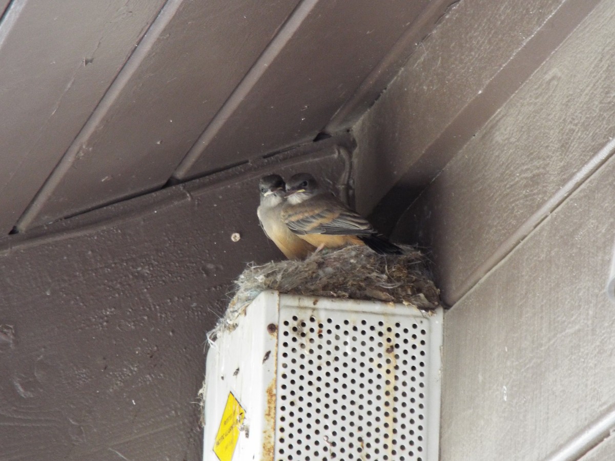 Say's Phoebe - ML636445727