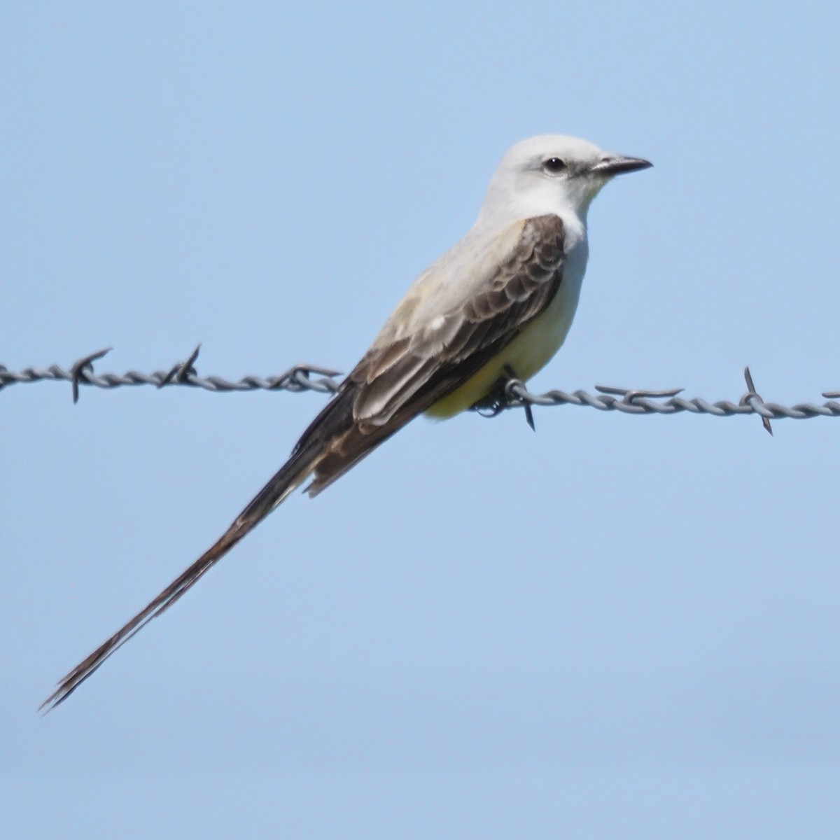 Scissor-tailed Flycatcher - ML636445735