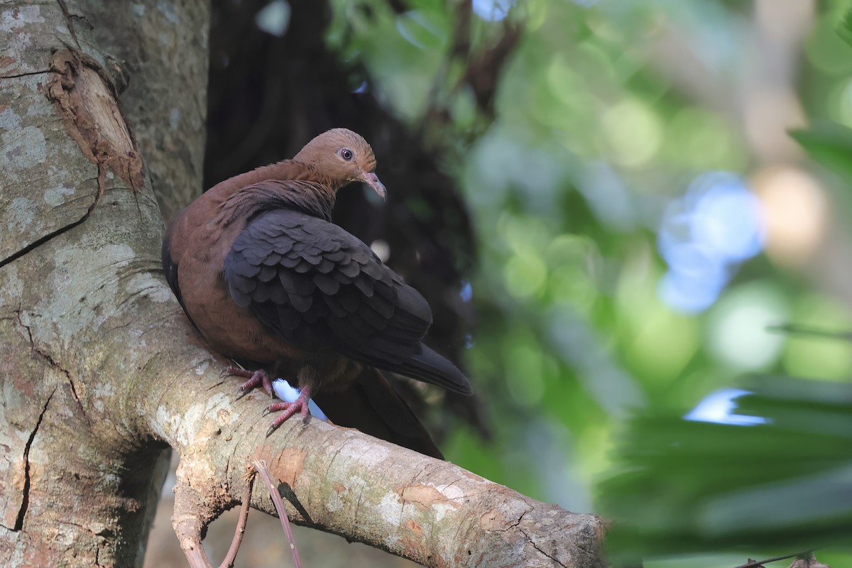 Philippine Cuckoo-Dove - ML636445760