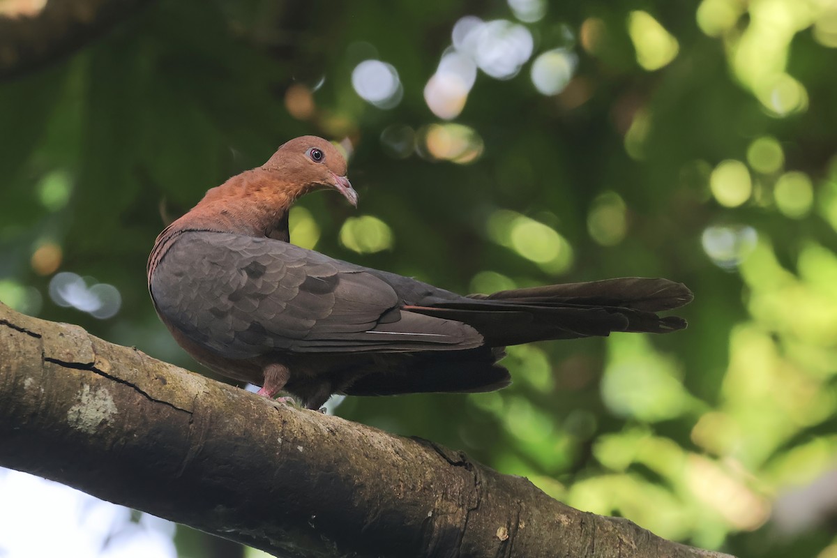 Philippine Cuckoo-Dove - ML636445761