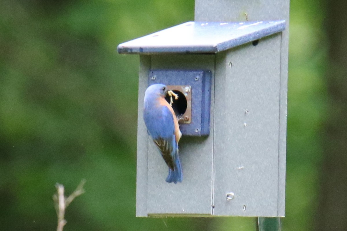 Eastern Bluebird - ML636445765
