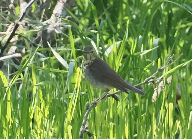 Swainson's Thrush - ML636445803