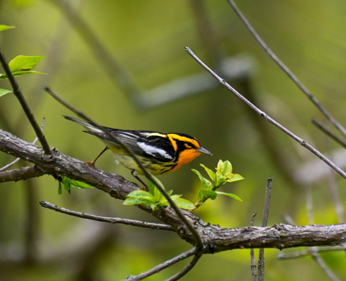 Fichtenwaldsänger - ML636445832