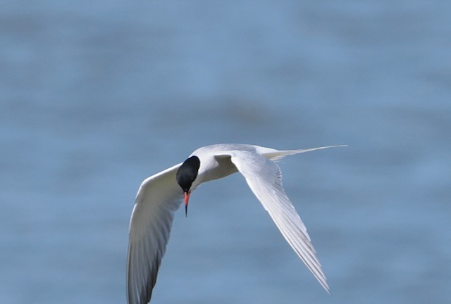Forster's Tern - ML636445878