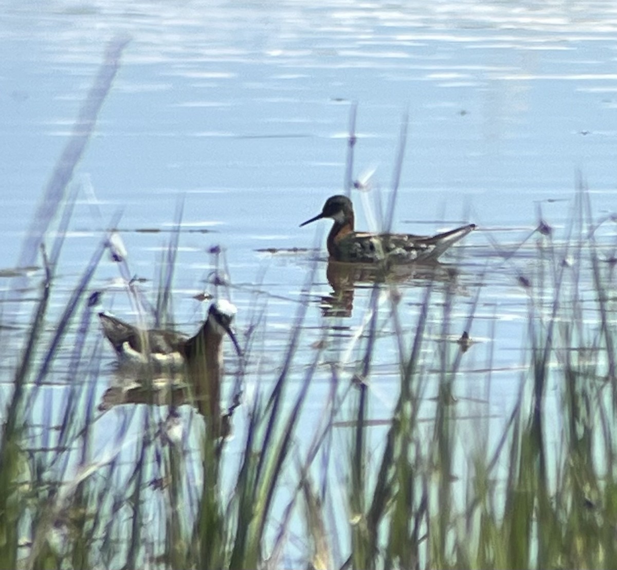 Red-necked Phalarope - ML636445886