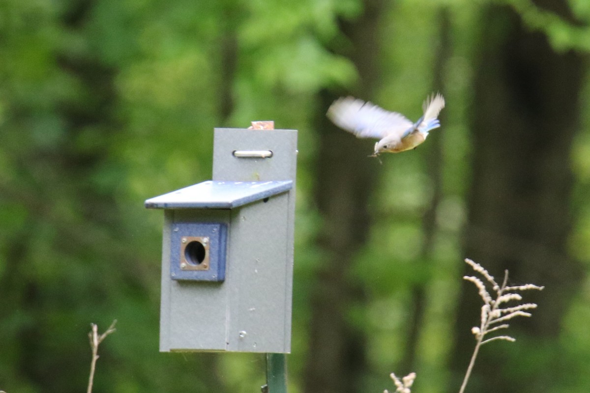Eastern Bluebird - ML636445918