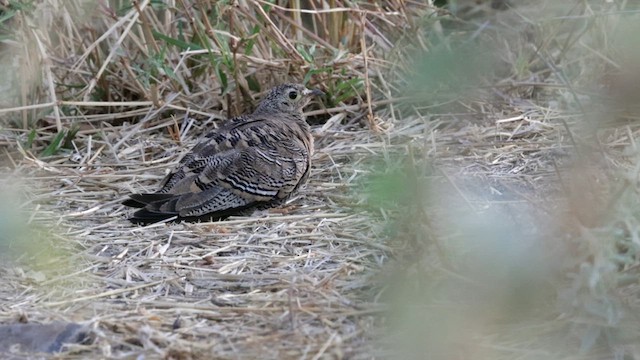 Lichtenstein's Sandgrouse - ML636445934