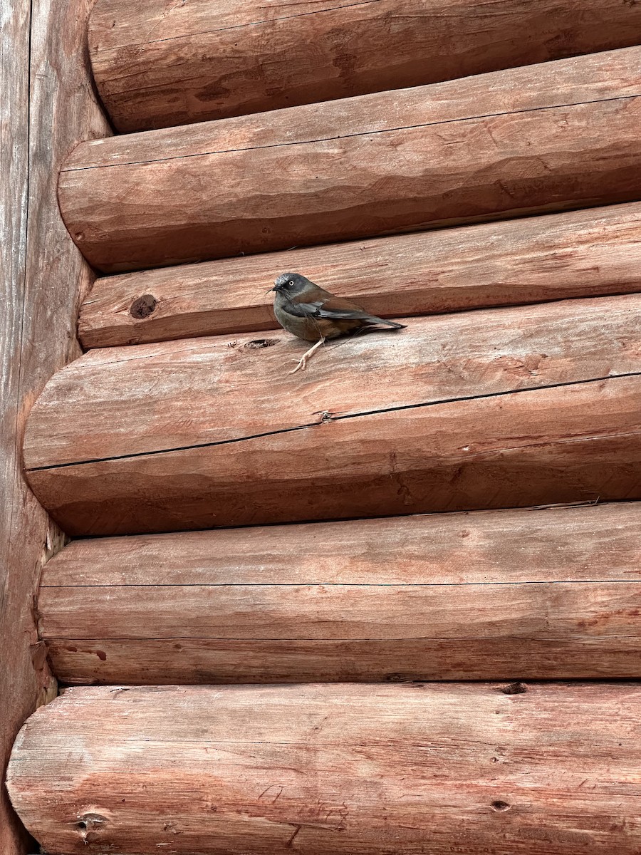Maroon-backed Accentor - ML636445953