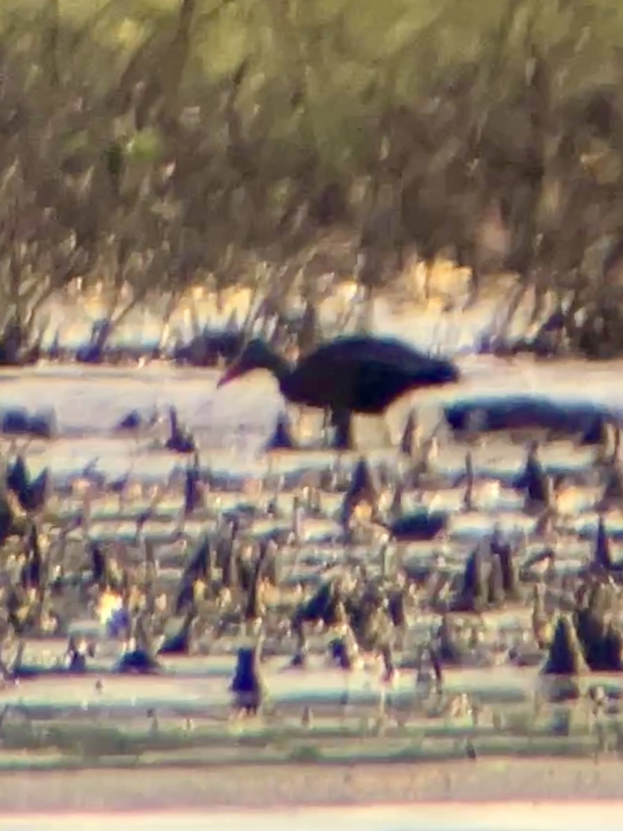 Black-bellied Whistling-Duck - ML636446020