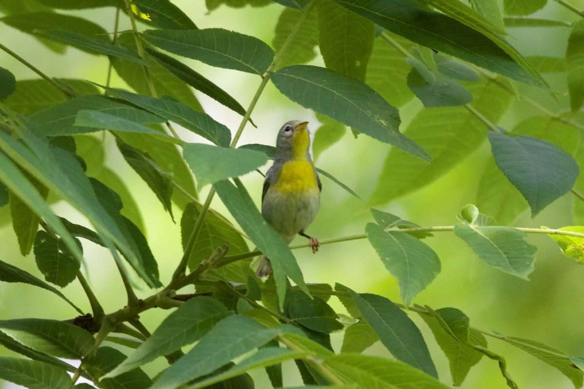 Northern Parula - ML636446025