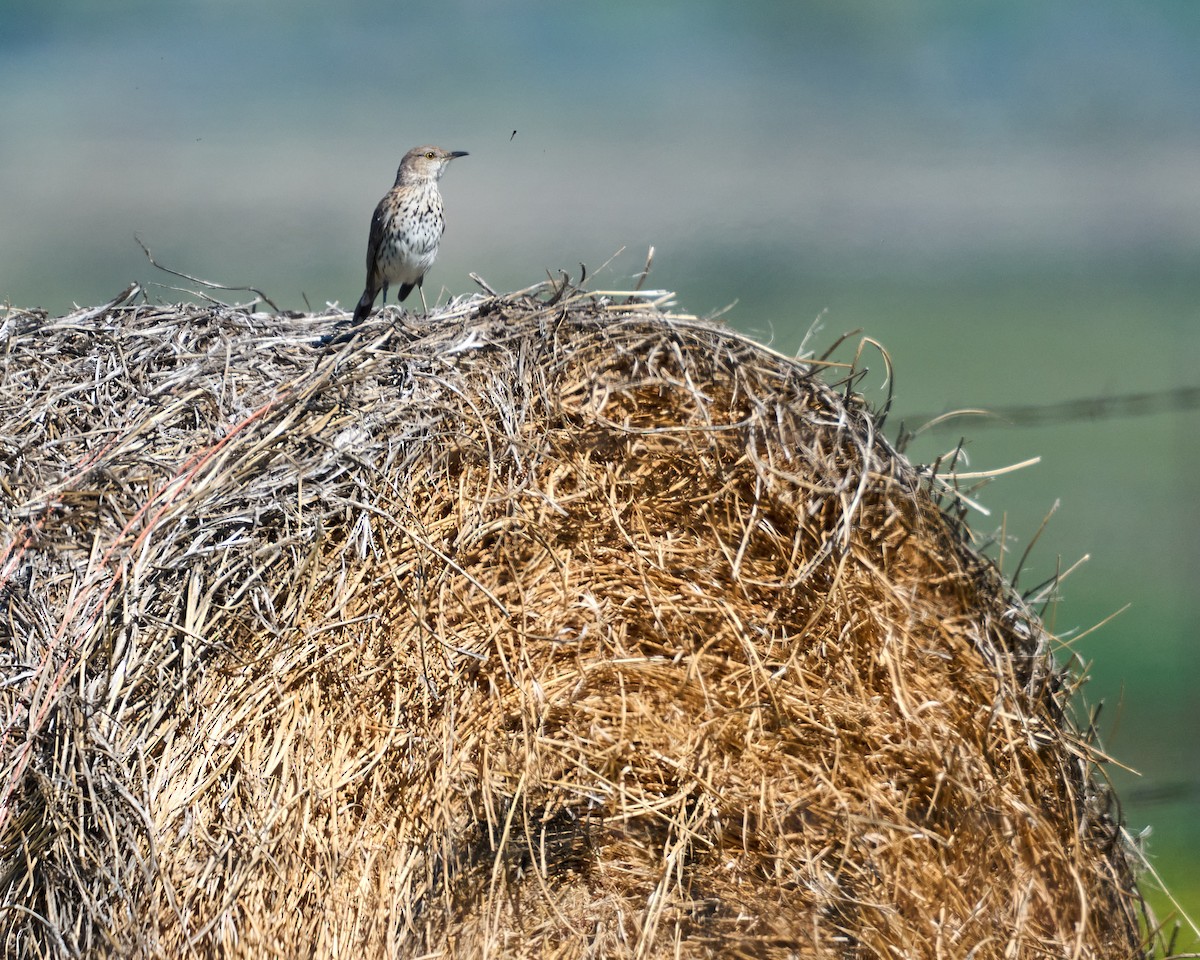 Sage Thrasher - ML636446074