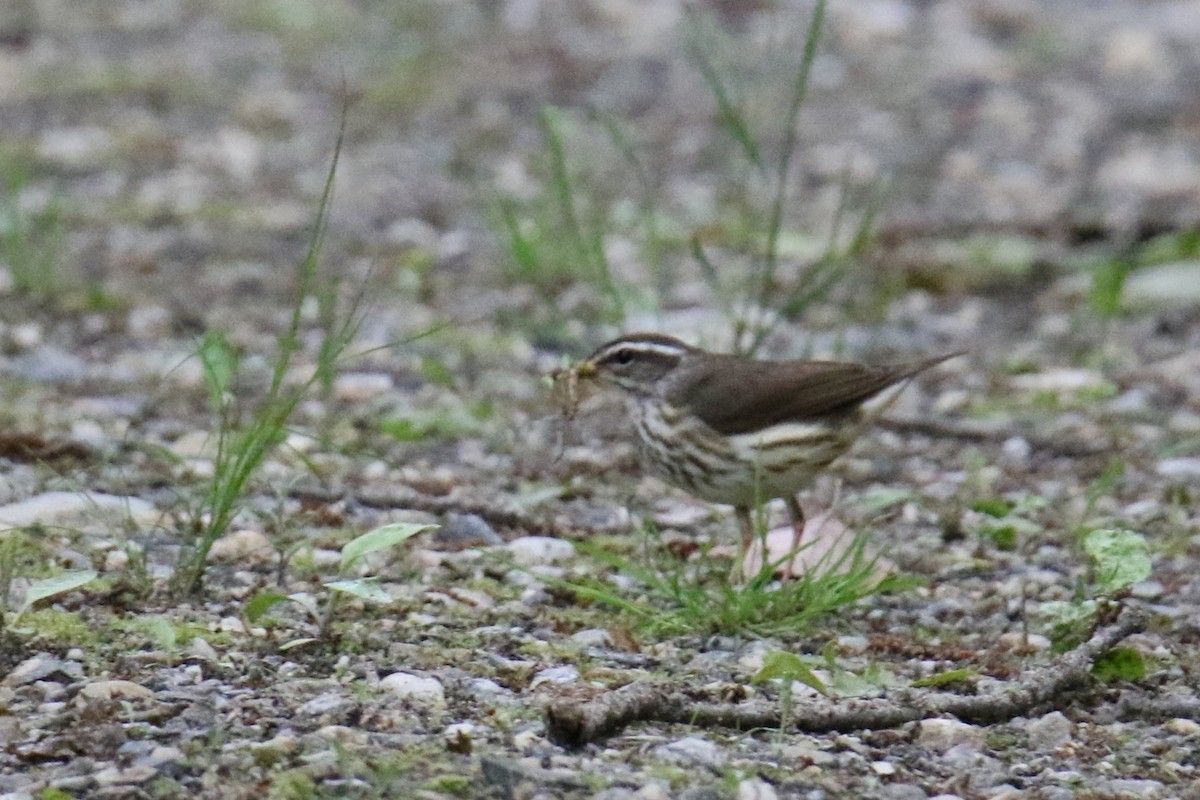 Louisiana Waterthrush - ML636446077
